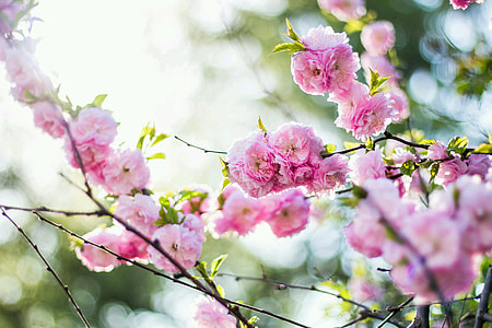 photography of pink petaled flowers thumbnail