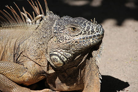 photo of brown reptile thumbnail