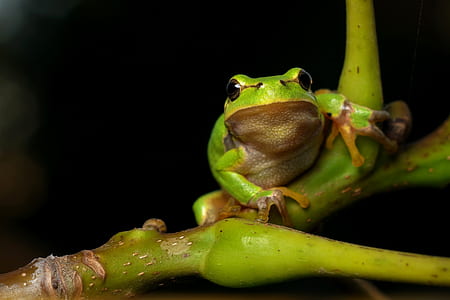 green frog on green plant in macro shot thumbnail