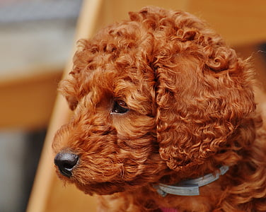 brown toy poodle puppy close-up photo thumbnail