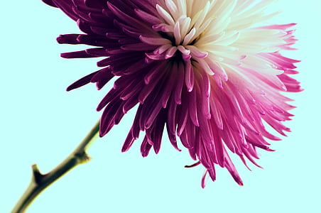 close-up photo of purple and white chrysanthemum in bloom thumbnail