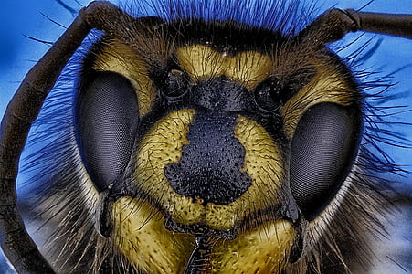 macro photography of bee thumbnail
