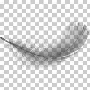 White feather, White feathers falling PNG clipart