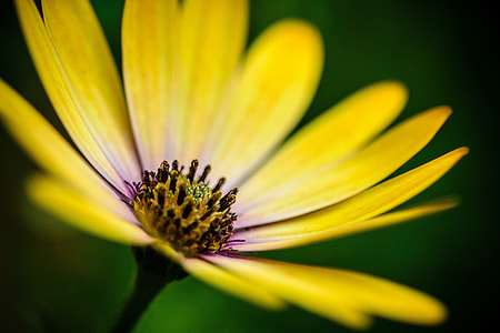 Macro shot of yellow flower details thumbnail