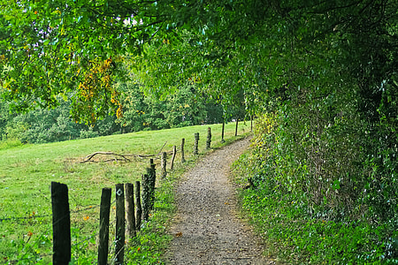 pathway underneath trees thumbnail
