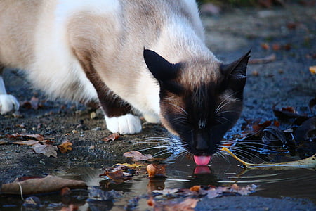 cat drinking a water during daytime thumbnail