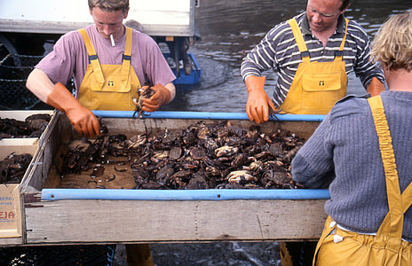 Fishermen sorting velvet crabs at Fionnphort, Scotland thumbnail