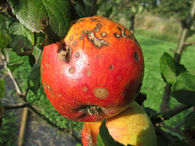 rotten red apple on tree thumbnail