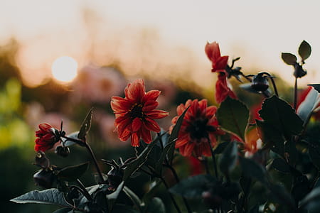 Orange Flowers thumbnail
