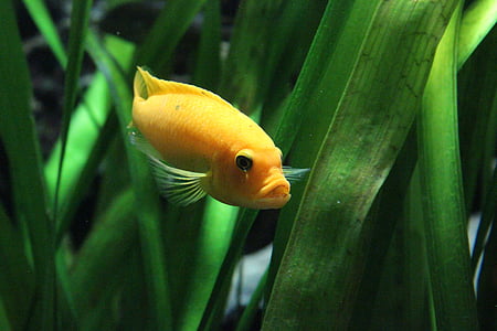 yellow fish beside green leaves thumbnail