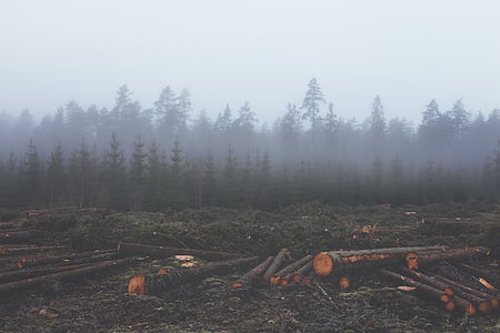 brown logs on green grassland during daytime thumbnail