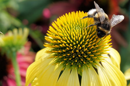 bumble bee perching on yellow flower in close-up photography thumbnail