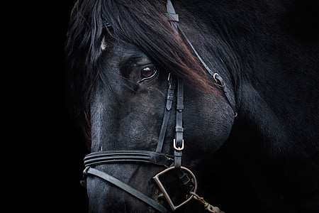 black horse in closeup photography thumbnail