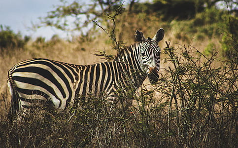 black and white zebra in forest thumbnail