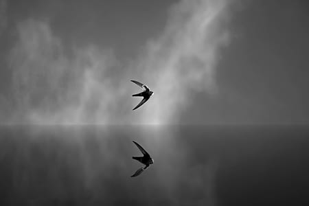 two bird flying in air thumbnail