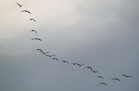 flock of birds in the sky thumbnail
