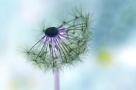 selective focus photography of dandelion flower thumbnail