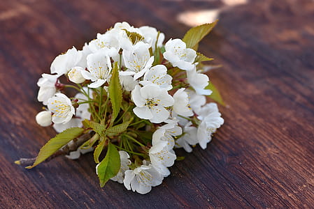 white bog labrador tea flower on table thumbnail
