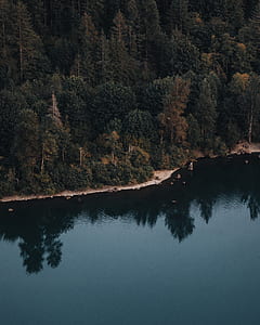 aerial view of pine trees near river thumbnail