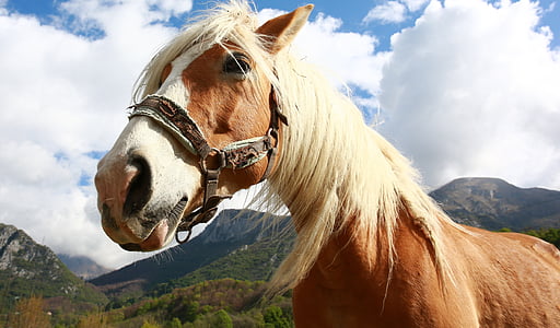 brown horse taken under white clouds during daytime thumbnail