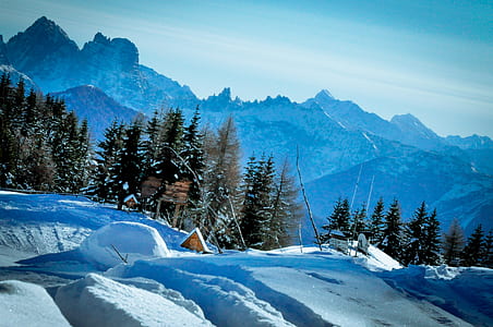 pine trees and mountains thumbnail