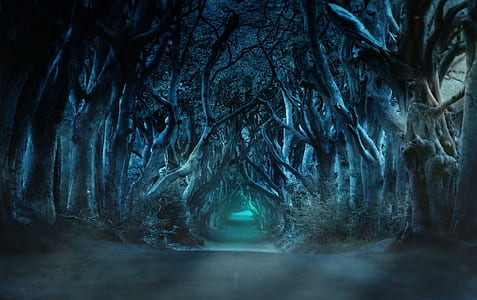 forest digital wallpaper thumbnail