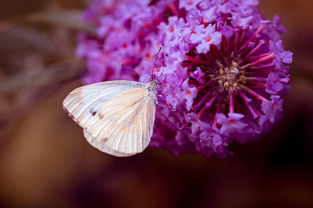 cabbage white butterfly on purple petaled flowers thumbnail