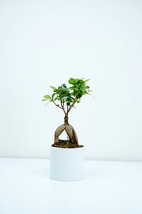 green bonsai tree thumbnail