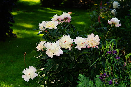 close-up photo of white petaled flowers thumbnail
