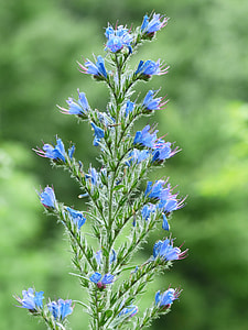 Ordinary Natternkopf, Inflorescence thumbnail