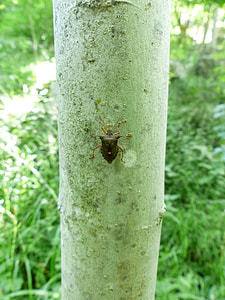 Red Legged Tree Bug, Bug thumbnail