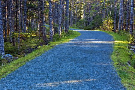 Autumn color and light on a walking trail. thumbnail
