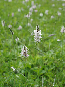 Hoary Plantain, Plantain thumbnail