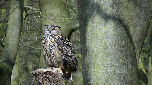 brown and black owl on tree log thumbnail