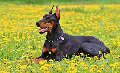 adult black and tan Doberman pinscher lying on yellow petaled flower field during daytime thumbnail