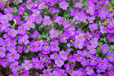 purple petaled flowers thumbnail