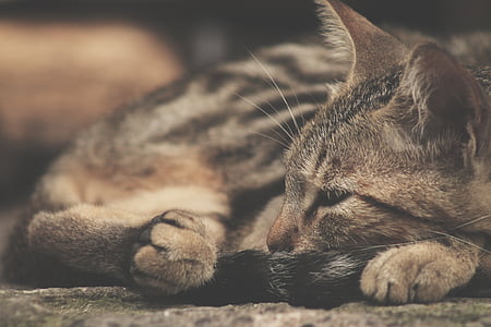 selective focus photography of brown tabby cat thumbnail