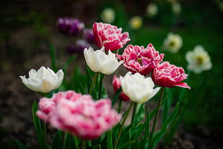 close-up photography of white and red petaled flowers thumbnail