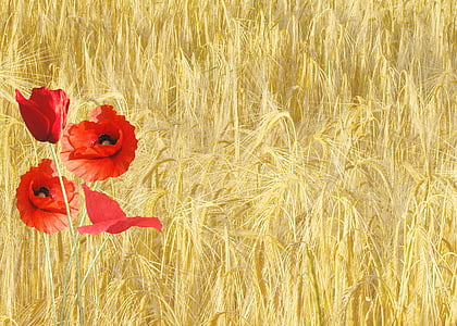 red flower by the field thumbnail