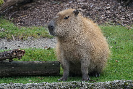 close-up photography of brown animal sitting on green grass field at daytime thumbnail