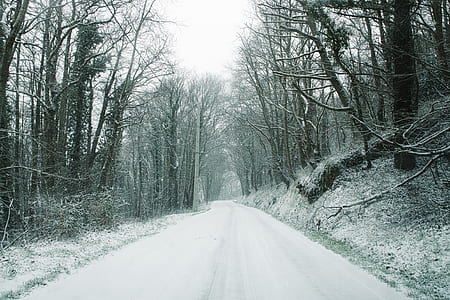 forest trailway covered by snow thumbnail