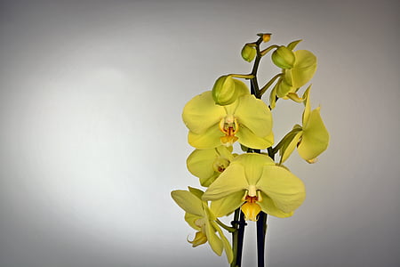 yellow moth orchids photo thumbnail