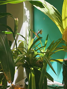Potted Green Plant thumbnail