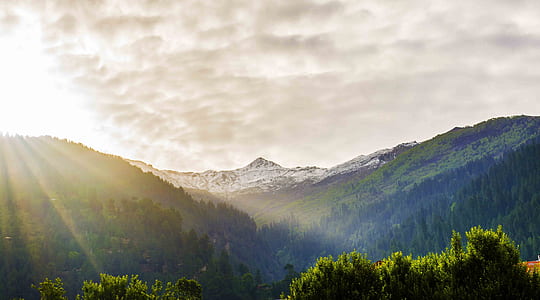 trees on mountains thumbnail