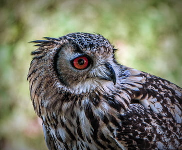 selective focus photography of owl thumbnail