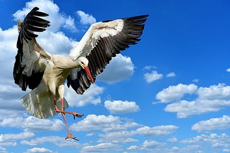 time lapse photography of white stork thumbnail