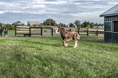Horse Walking on Field thumbnail