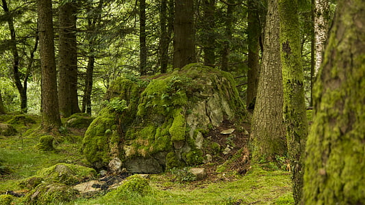 close-up photo of cut tree with moss thumbnail