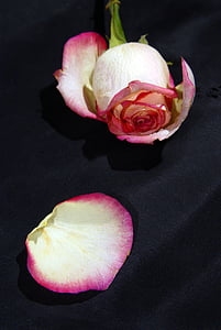 pink rose thumbnail