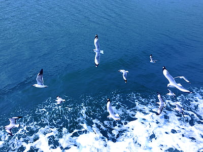 flocks of bird flying above beach during daytime thumbnail